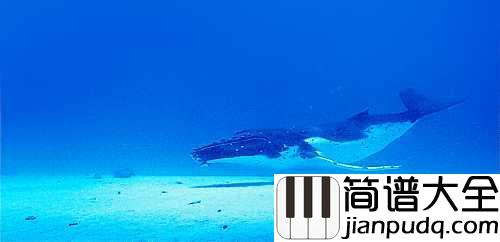 化身孤岛的鲸钢琴谱_不才_梦有孤岛岛有独鲸