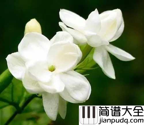 茉莉花简谱_中国最古老流行歌曲已传唱600年，朱元璋都听过