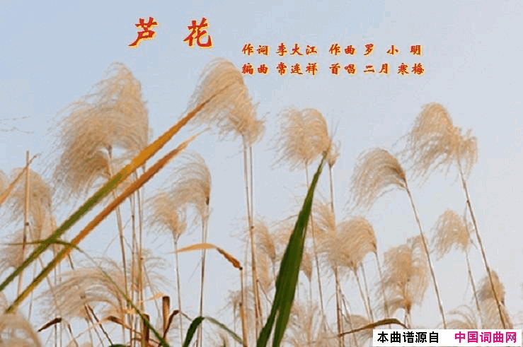 芦花简谱_二月寒梅演唱_李大江/罗小明词曲