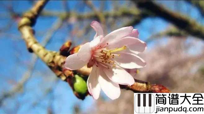 茶酒伴吉他谱_谢春花_知是一年春又来，冰雪也消散