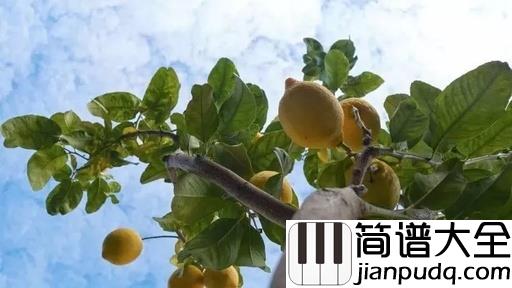 Lemon_Tree柠檬树尤克里里谱_苏慧伦_以欢快的节奏衬托出的悲伤